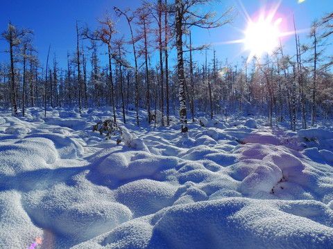 森林雪景