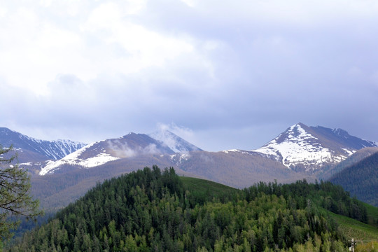 雪山森林