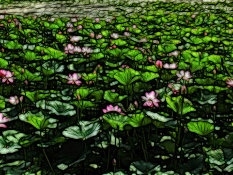 藝術(shù)荷花