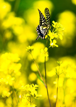 油菜花