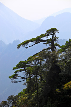 松树