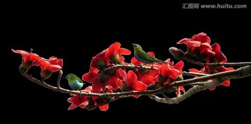 木棉花 繡眼鳥