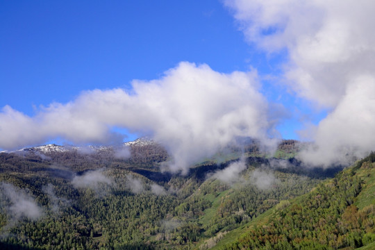 雪山森林