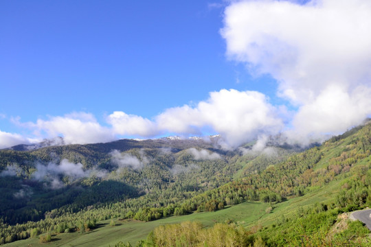 白桦林 高山牧场