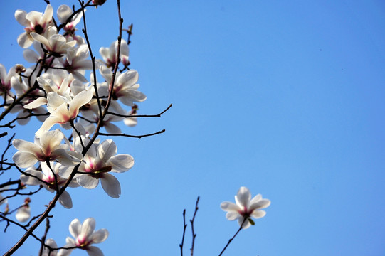 玉兰花背景素材