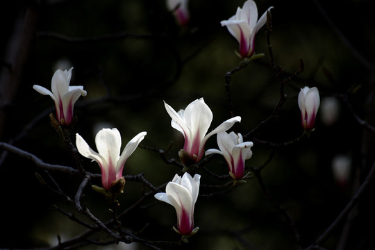 玉兰花开