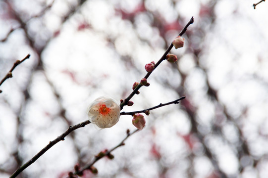 梅花