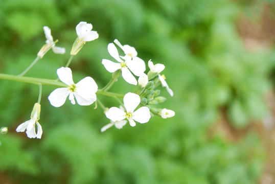 蔬菜花