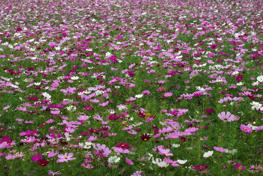 格桑花