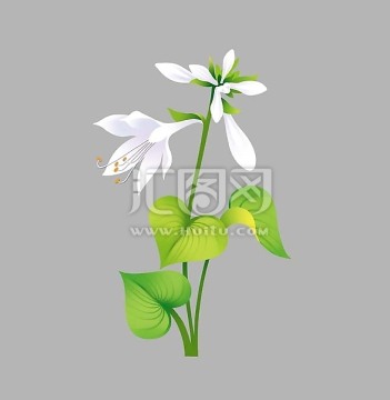 手繪玉簪花