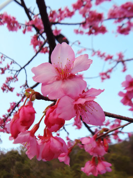 樱花