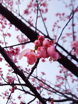 樱花 花苞