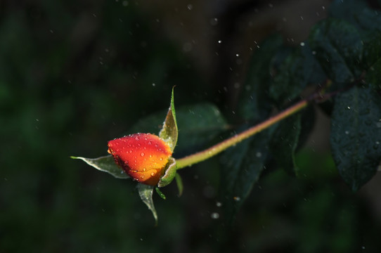 雨中月季花