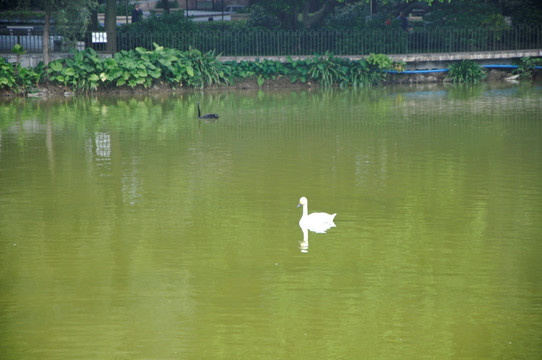 湖中的鹅