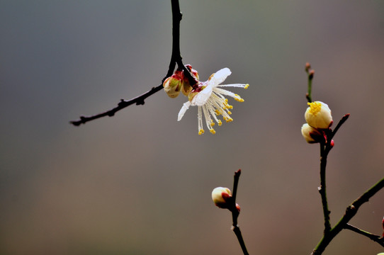 梅花