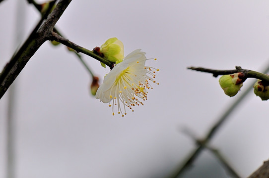 梅花