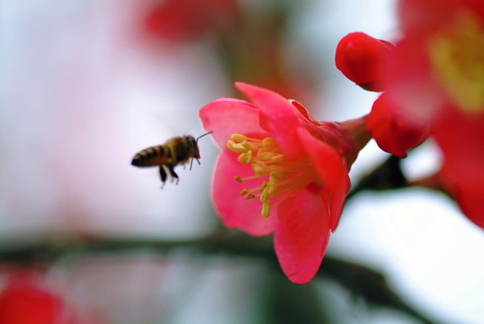 花卉 蜜蜂