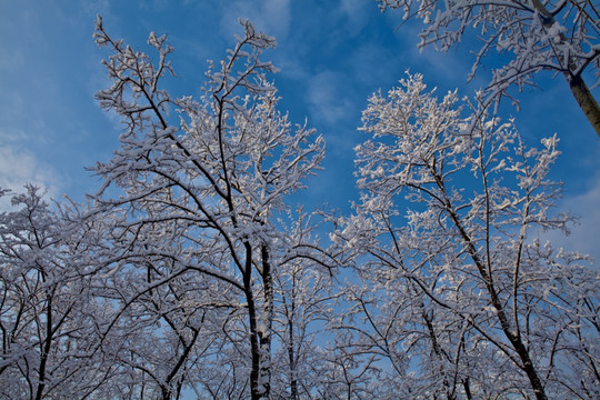 大雪后的小树林