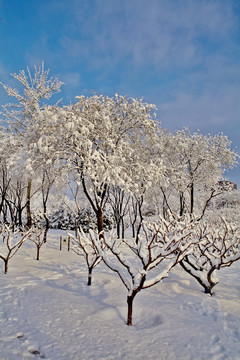 大雪后的小树林