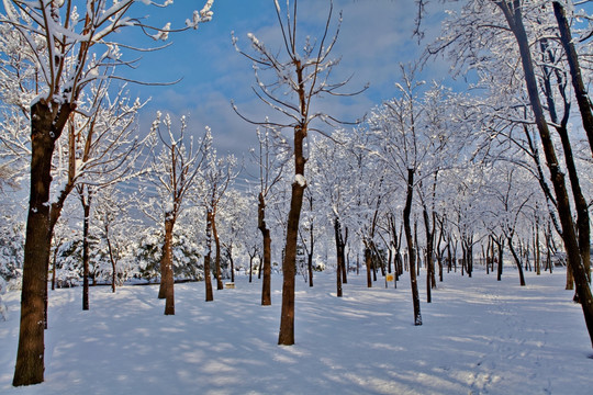 大雪后的小树林