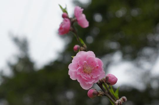 梅花