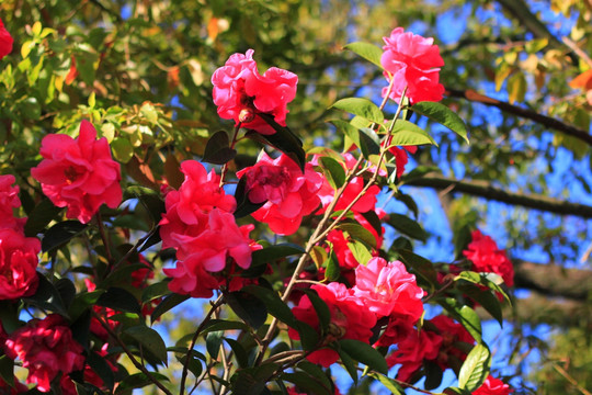 云南山茶花