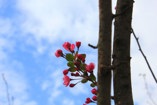 海棠花