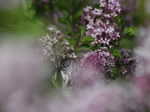 蝶恋花