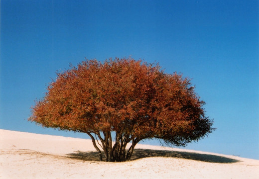沙地里的树