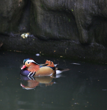 鸳鸯