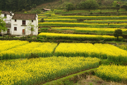 婺源