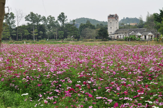 格桑花园