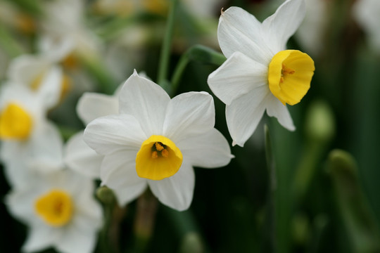 水仙花