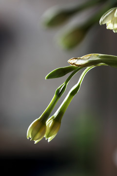 水仙 水仙花