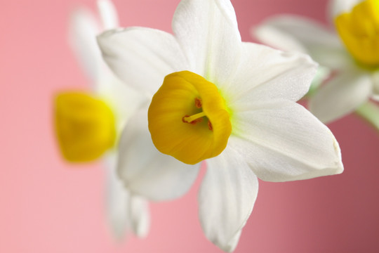 水仙 水仙花