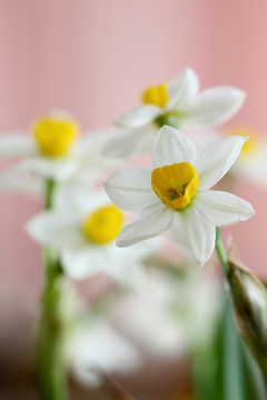 水仙 水仙花