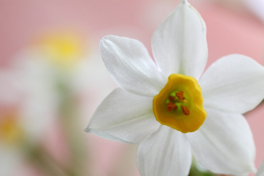 水仙 水仙花