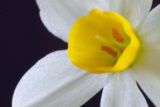 水仙 水仙花