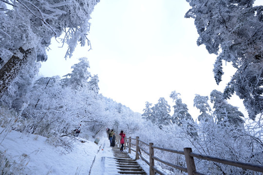 峨眉山雾淞雪景