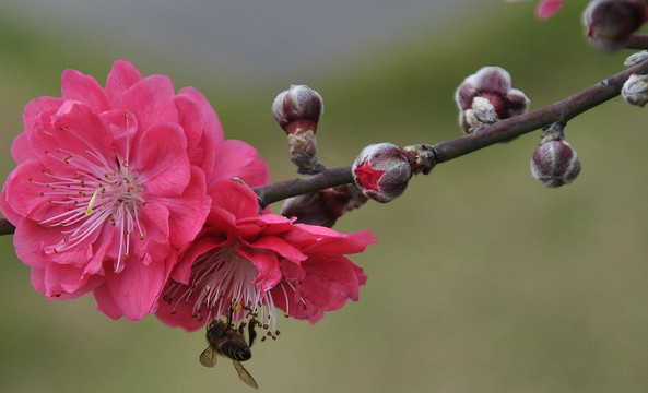 桃花