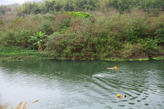 流溪河游泳