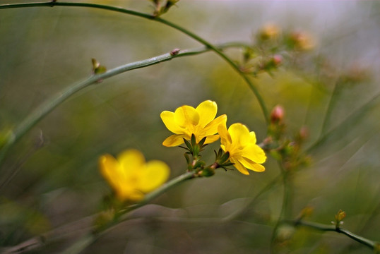 黄色迎春花