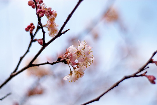 春天 樱花