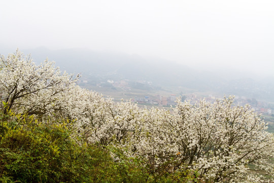 钦州板城镇 梨花满山盛开