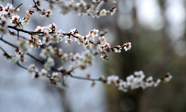 香雪