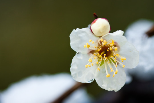 梅花