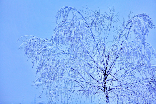 雪与小树