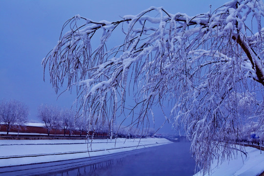 被大雪压弯的小树