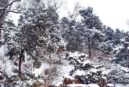 雪后中山公园