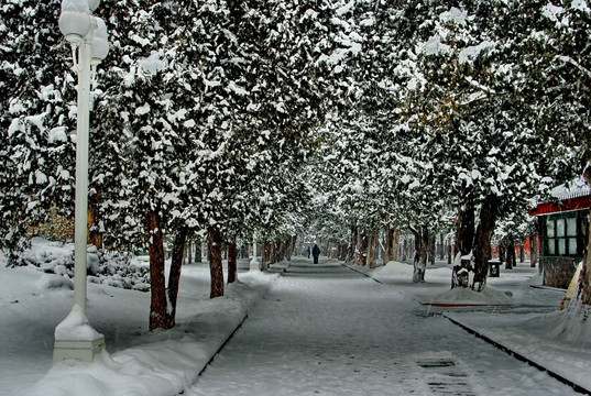 中山公园雪景